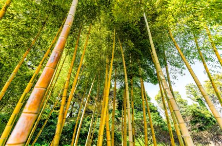 El bambú como solución a la contaminación generada por la construcción