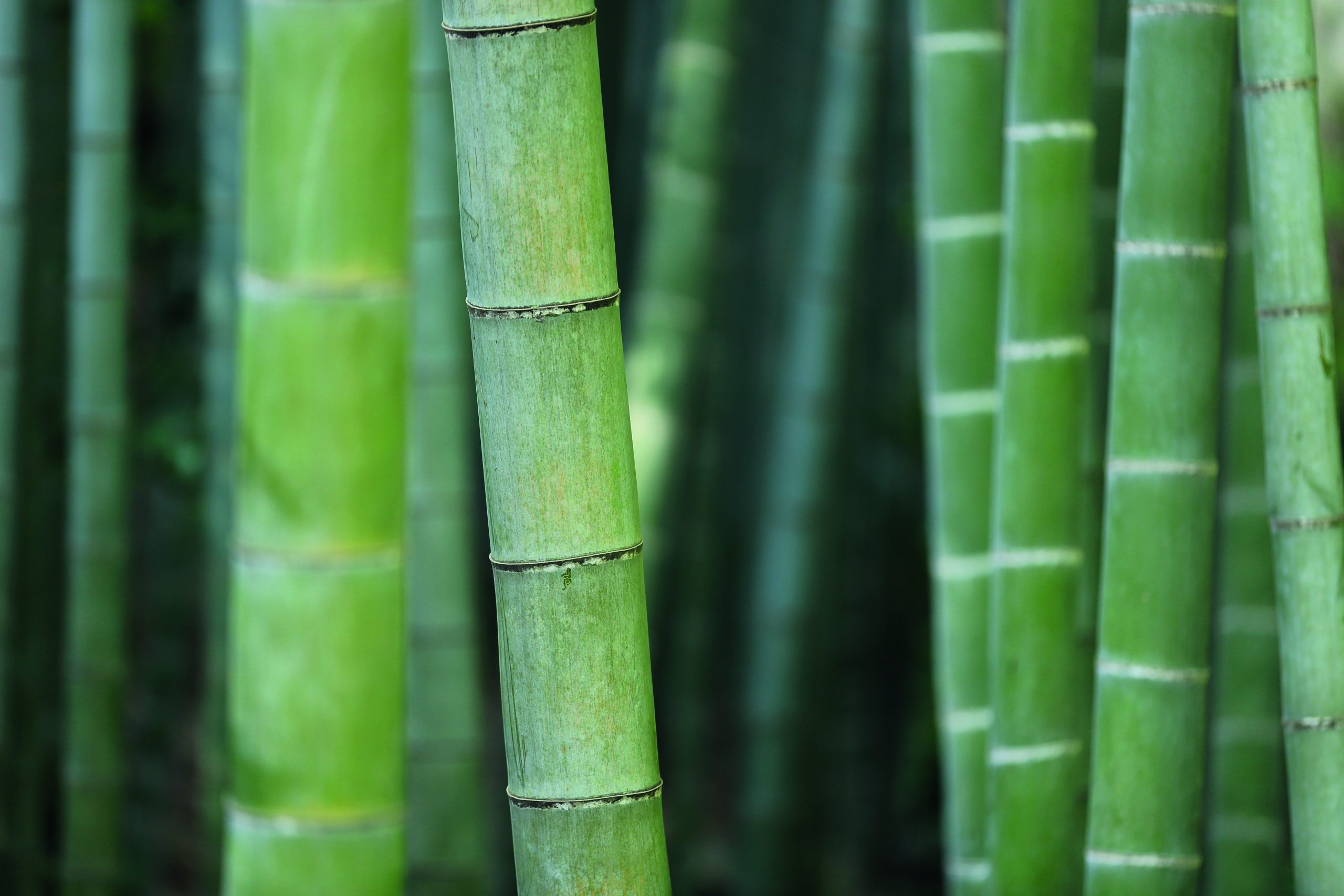 ¿Bamboo más fuerte que el acero?