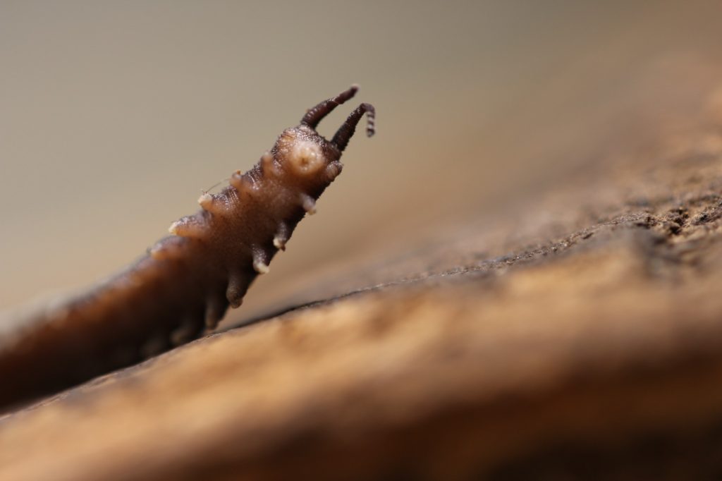 La baba del gusano de terciopelo podría ser la clave para bioplásticos biodegradables sostenibles