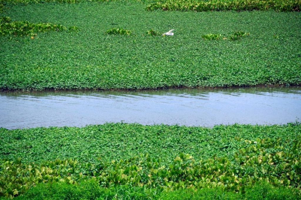 Crean material para elementos de construcción a base de Tarulla o Jacinto de Agua