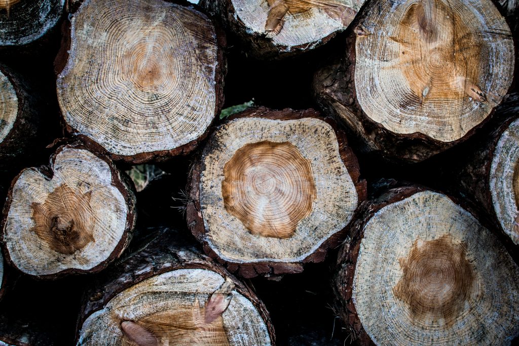 Edición genética de madera para mejorar sus cualidades y su sostenibilidad