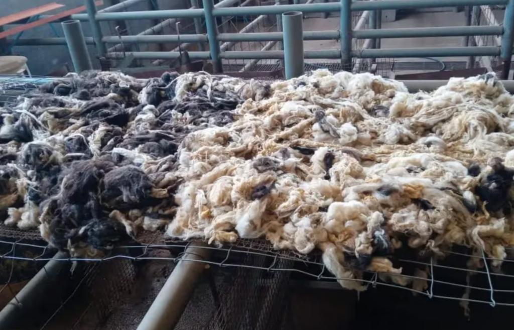 Argentina con lana de ovejas hacen aislantes térmicos y acústicos para viviendas en Río Cuarto